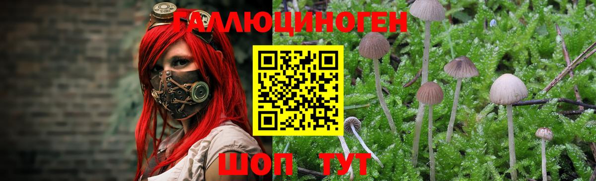Псилоцибиновые грибы MAGIC MUSHROOMS  Вход с VPN  где найти   Калининград 